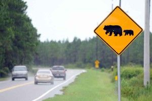Florida Black Bear Crossing