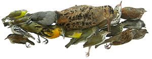 Birds Killed in Collisions
