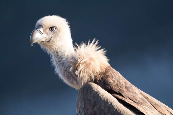 Vulture Chick