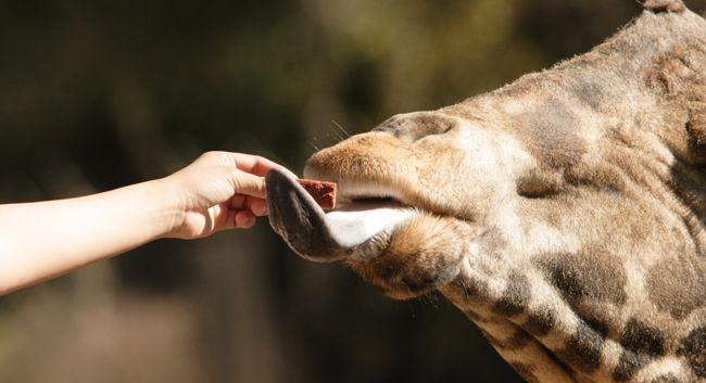 Interaction between a giraffe and a child—something that is allowed in some zoos, but generally not encouraged. Photo courtesy Ian Vorster.