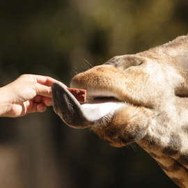 Zoos: Confinement or Conservation?