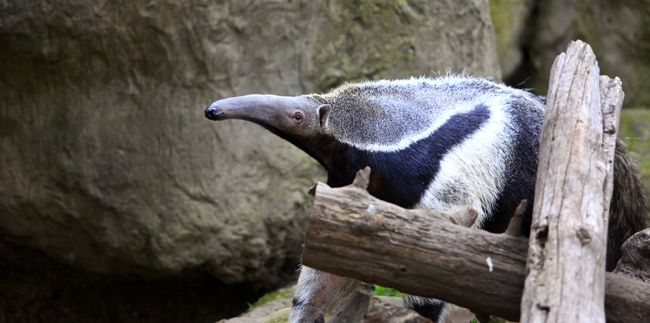 An anteater in an AZA regulation enclosure still paces monotonously to and fro. Photo courtesy Ian Vorster.