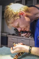 A zoo vet examines a corn snake in a well-equipped zoo surgical suite. Courtesy Ian Vorster.  A zoo vet examines a corn snake in a well-equipped zoo surgical suite. Courtesy Ian Vorster.