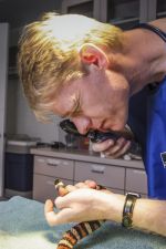 A zoo vet examines a corn snake in a well-equipped zoo surgical suite. Courtesy Ian Vorster. 