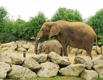 An elephant cow and calf in the Colchester Zoo in the UK. These are the most difficult animals to create a healthy habitat for. Photo licensed under Creative Commons Share-Alike 2.0 license courtesy of Nat Bocking.