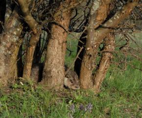 The Eternal Anticipation of Spring