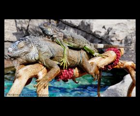 Children’s Eyes on Earth