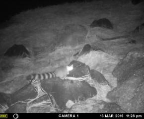 Brave Friends and River Otters