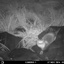 Otter3