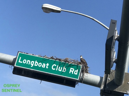 1 Osprey Sentinel-titled_Edited