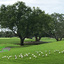 2 Fairway Feeding Ibis-titled