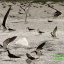 7 Angry (Skimmer) Birds-titled