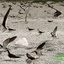 7 Angry (Skimmer) Birds-titled