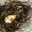 6 Sea Shell in Sea Weed-edited