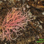 13 Dragon's Breath Algae-edited