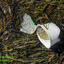 10 Plastic Shell in Sea Weed-edited