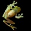 Emerald Glass Frog