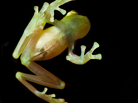 Emerald Glass Frog