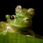 Mating Emerald glass frogs