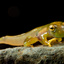 Metamorph emerald glass frog