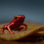 Andean Poison Dart Frog