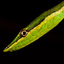 Sharp-nosed Vinesnake