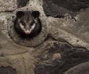 La Fauna Silvestre de la Ciudad de México