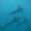 Dolphin CU copy
