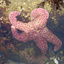 Sea Star2