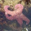 Sea Star2
