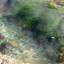seagrass