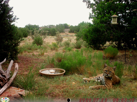 Bernie bobcat relaxed