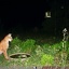 Bobcat1 Jul2122