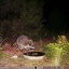 Racoon out front