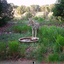 Alert coyote pup