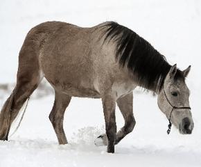 Mustangs:  Icons of the American West