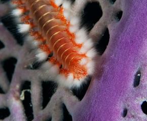 Hidden World: Photography of Mark Lightfoot