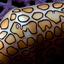 FLAMINGO TONGUE (Lightfoot 6861-2) 450x300