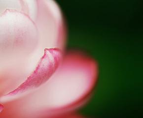 Australia: A Gallery of the Micro