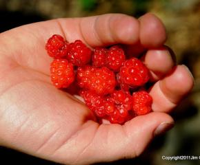 Food, Culture and Conservation