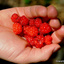 best berries