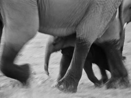 item4.rendition.slideshowHorizontal.elephants-ss05