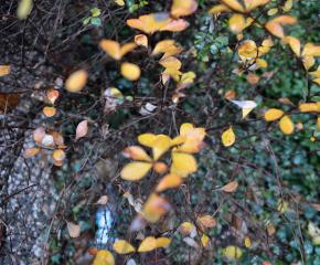 The American Landscape: The Background Story