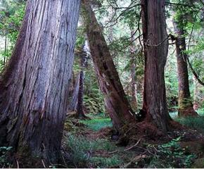 The Flow of Changing Light