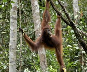 Old Man of the Forest