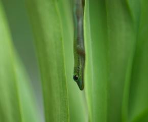 Malama `Aina: Taking Care of the Land