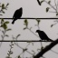 Birds_on_Electrical_Wire