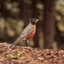 Red_Robin