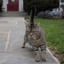 Neighborhood_Cat