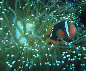 Philippine Marine Life